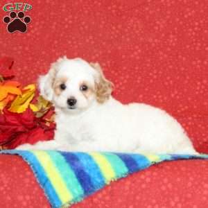 Peanut, Cavapoo Puppy